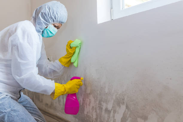 Best Attic Mold Removal in Enosburg Falls, VT